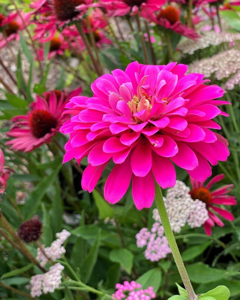 Zinnias