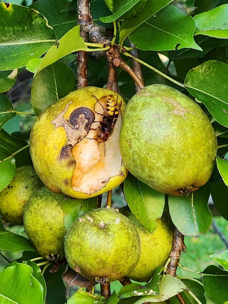 Fruit Trees (Apple, Pear)