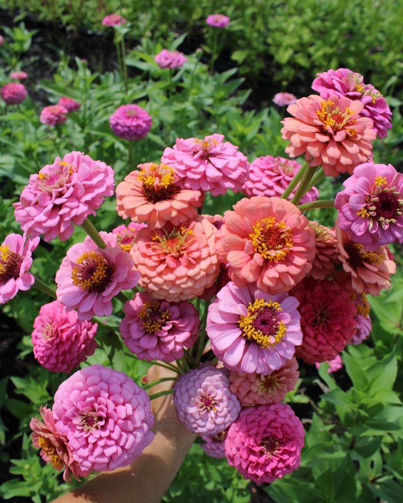 Zinnias