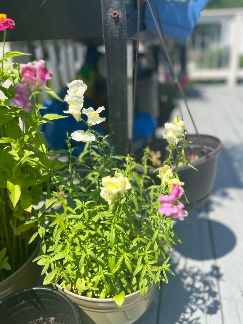 Zinnias & Snapdragons