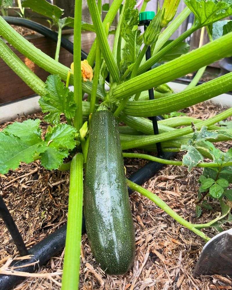 Zucchini