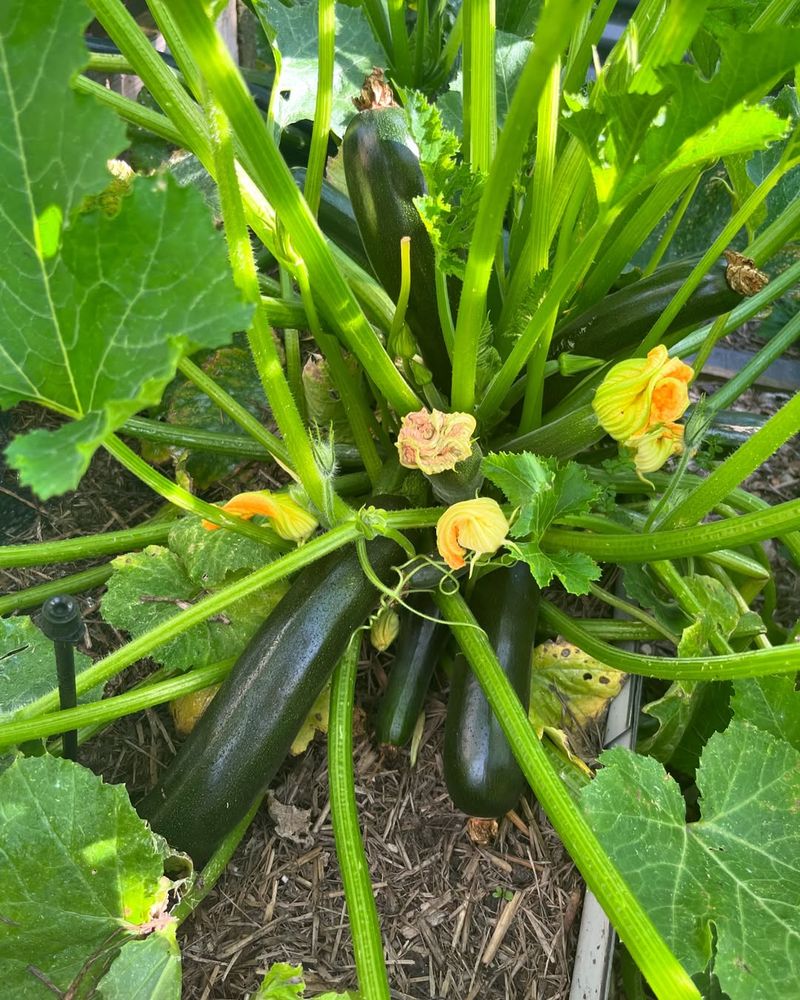 Zucchini