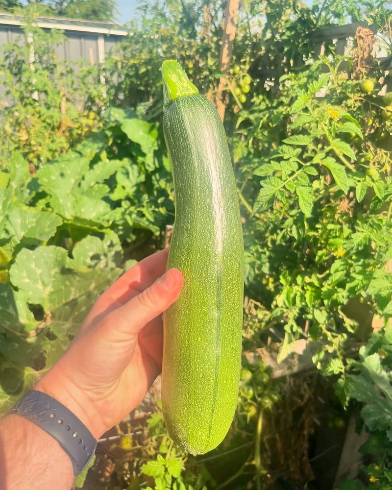 Zucchini