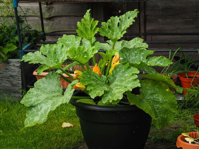 Zucchini (Dwarf Varieties)