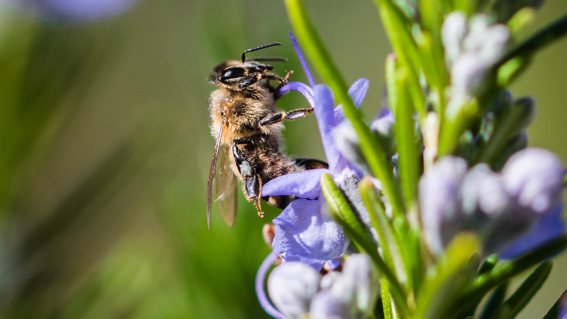 a bee feeding on a rosemary flower