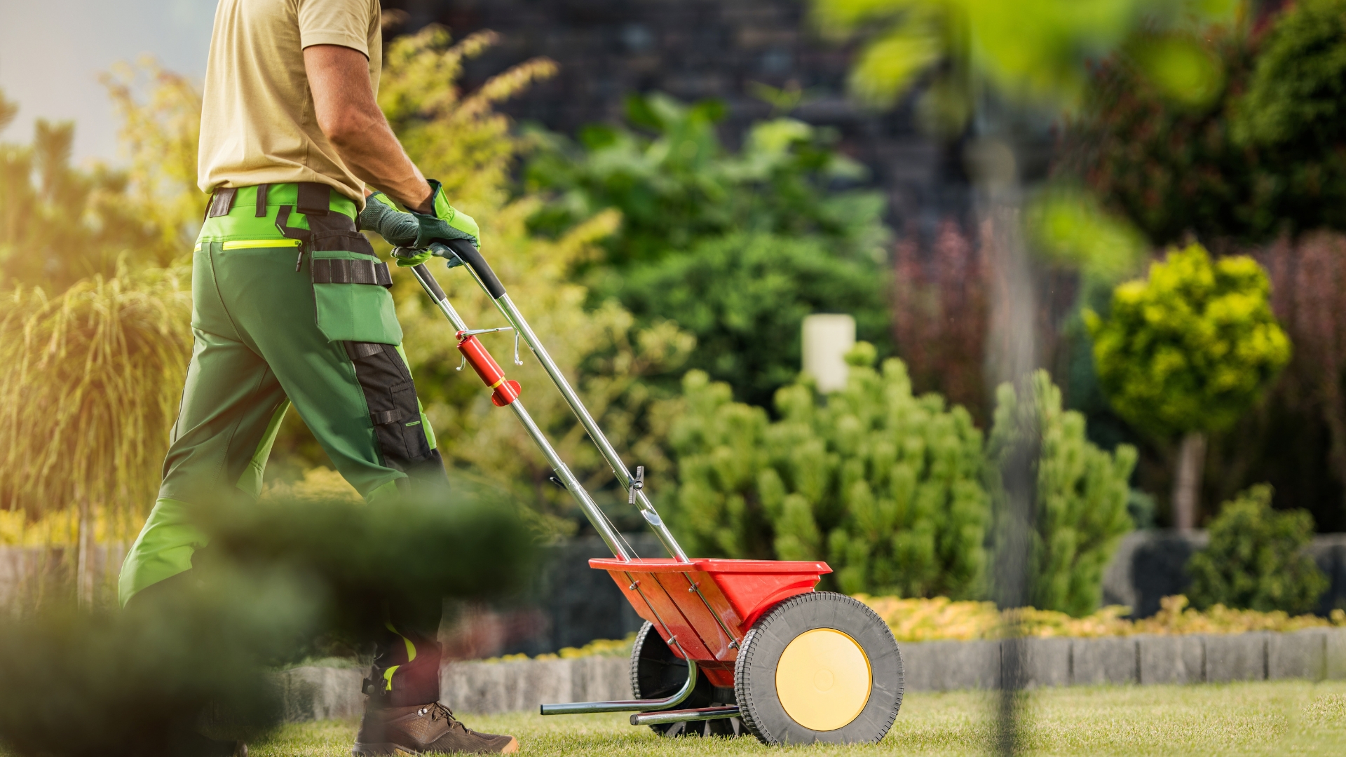 a gardener fertilizes a lawn