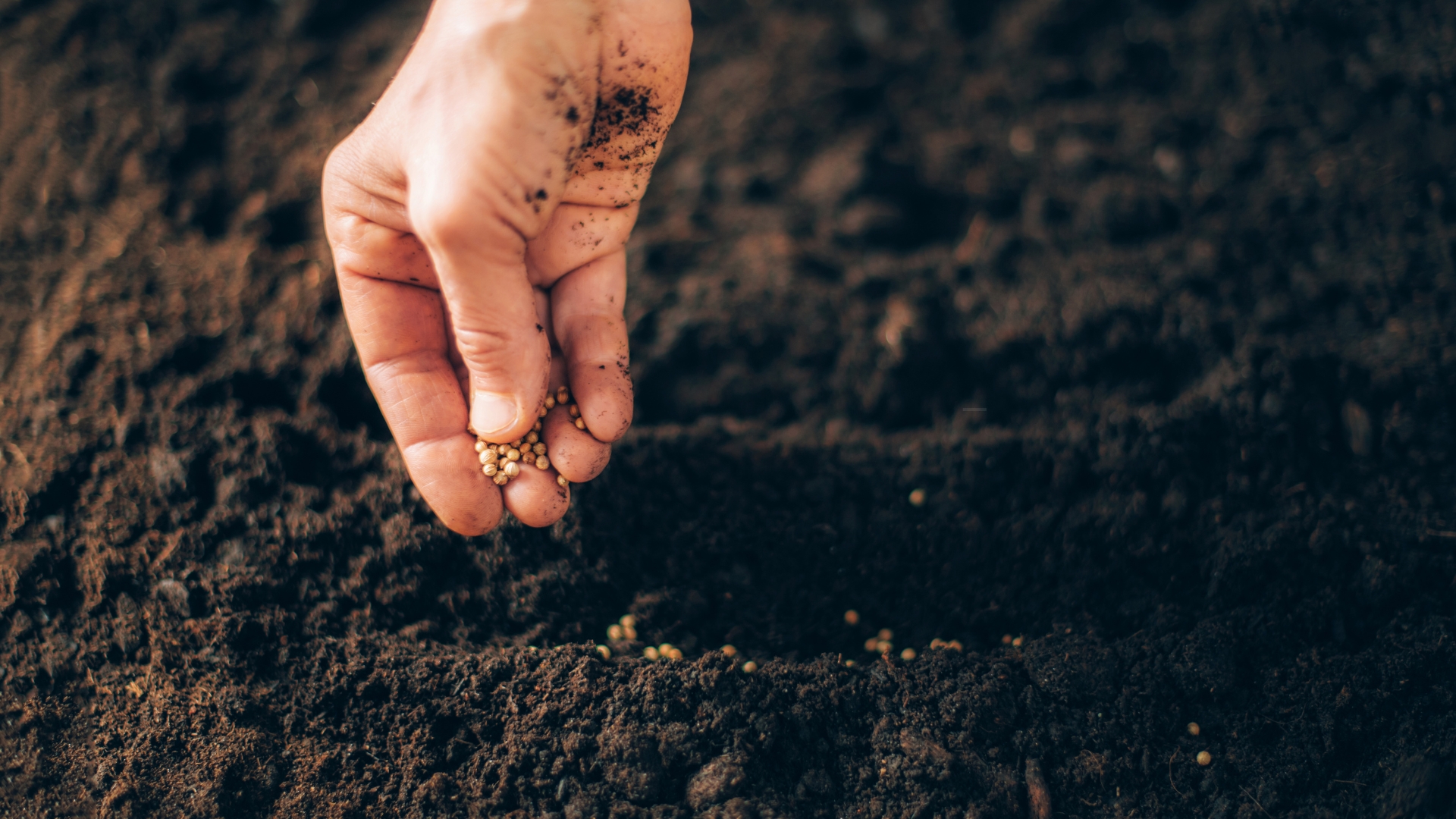 a gardener sowing seeds in the soil