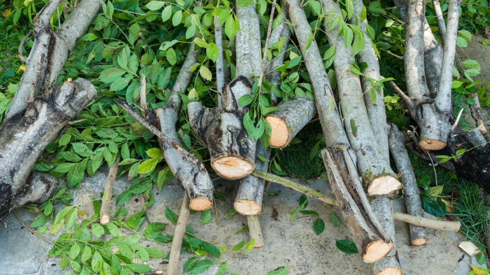 log and branch pile