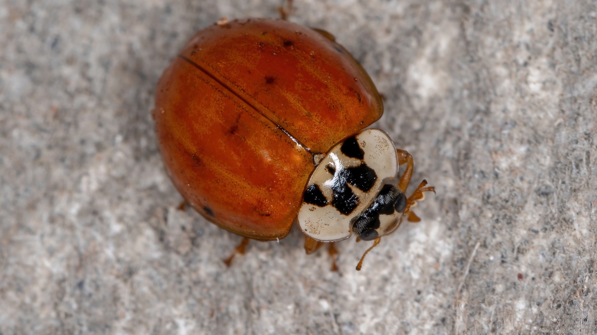 adult asian lady beetle