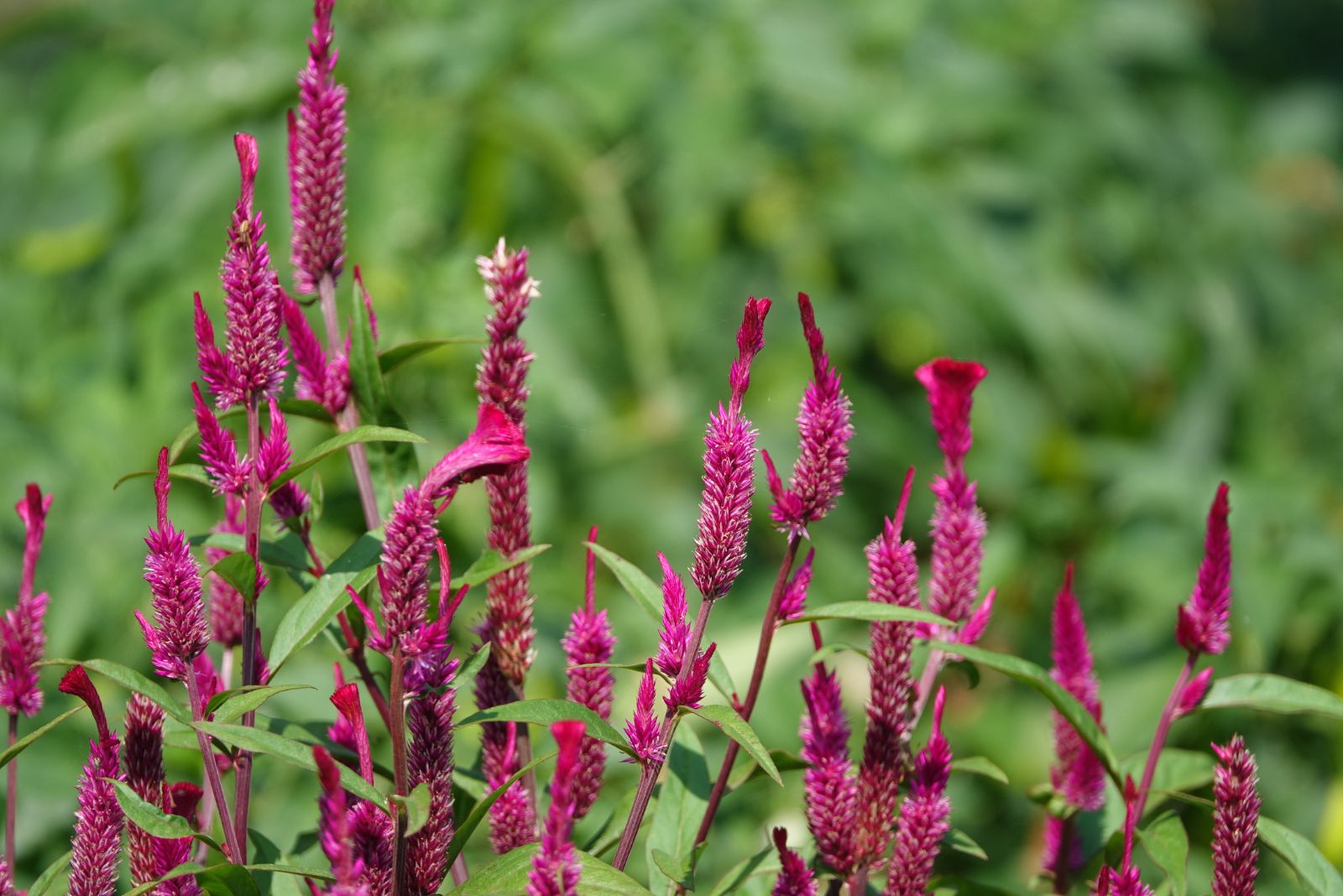 amaranth plant