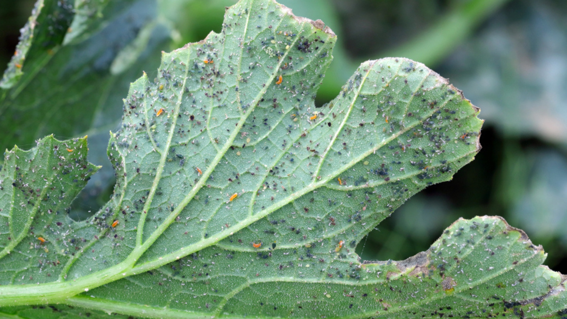 aphid infestation of a zucchini