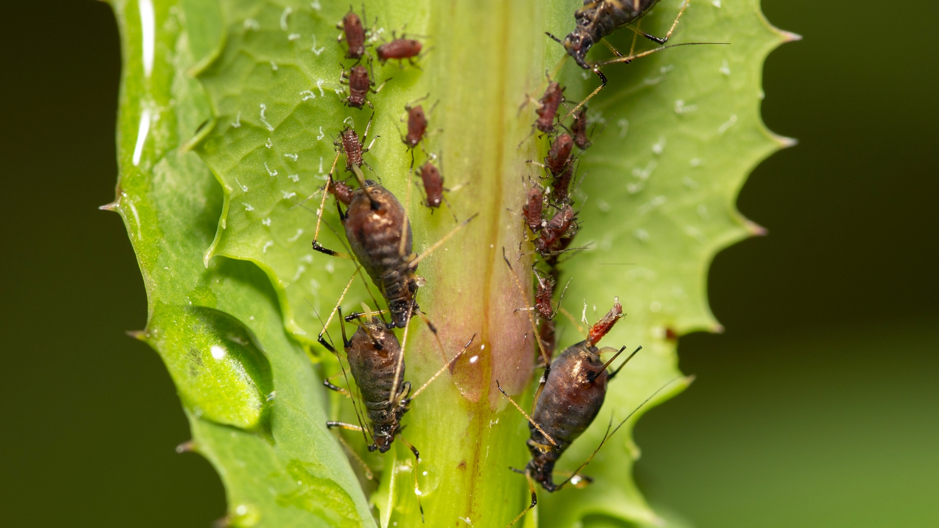 aphid infestation