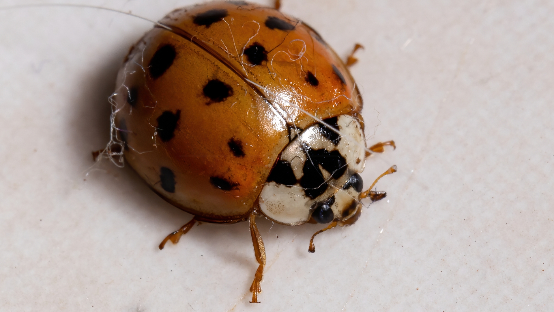 asian lady beetle