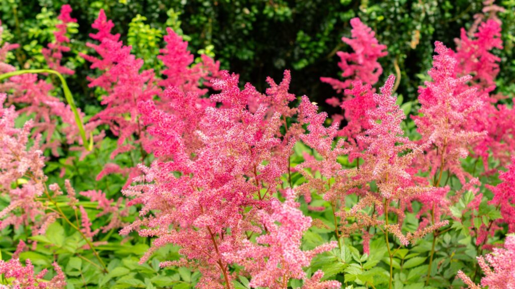 astilbe plant