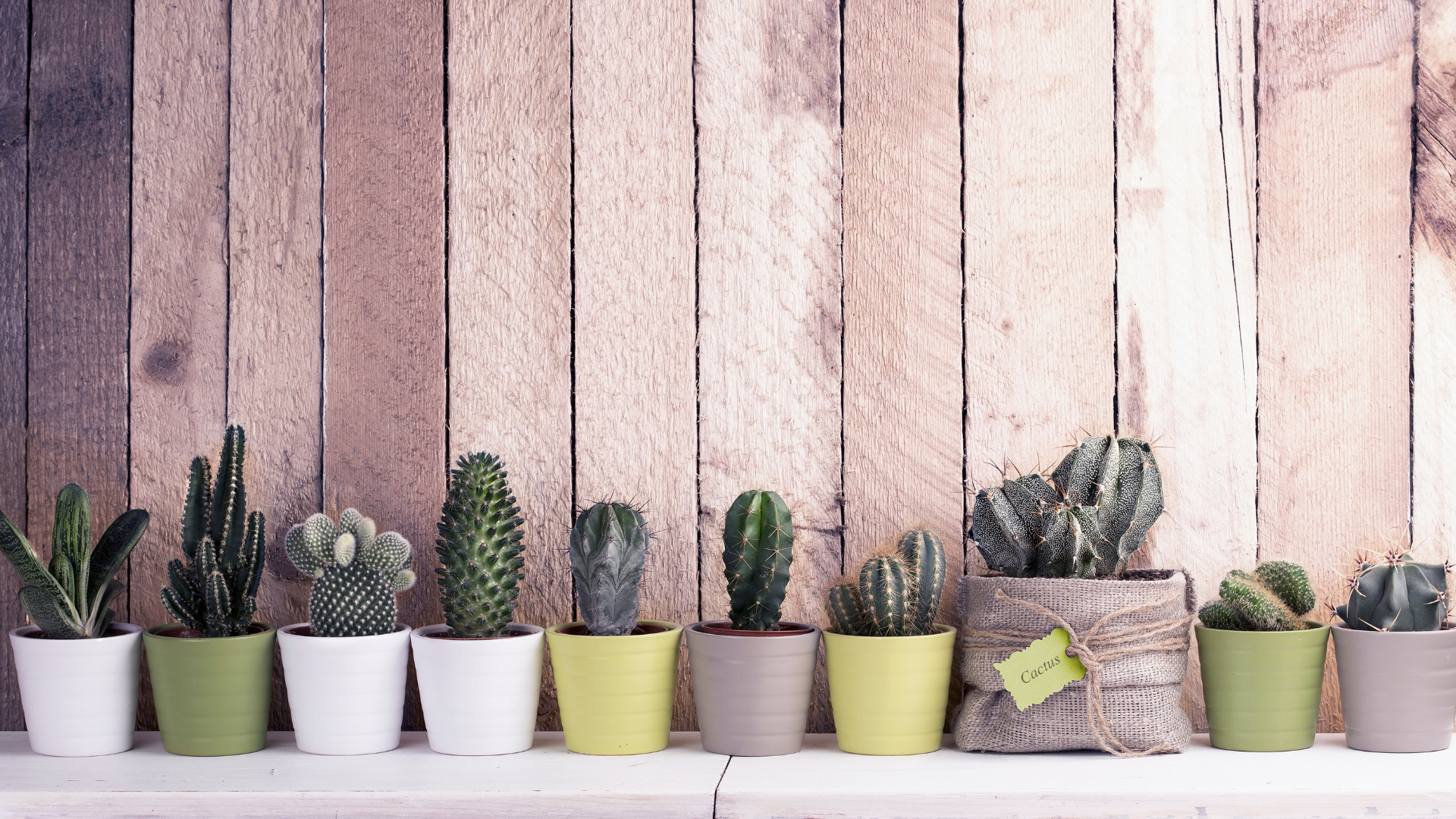 39 Beautiful Types Of Cactus To Grow At Home