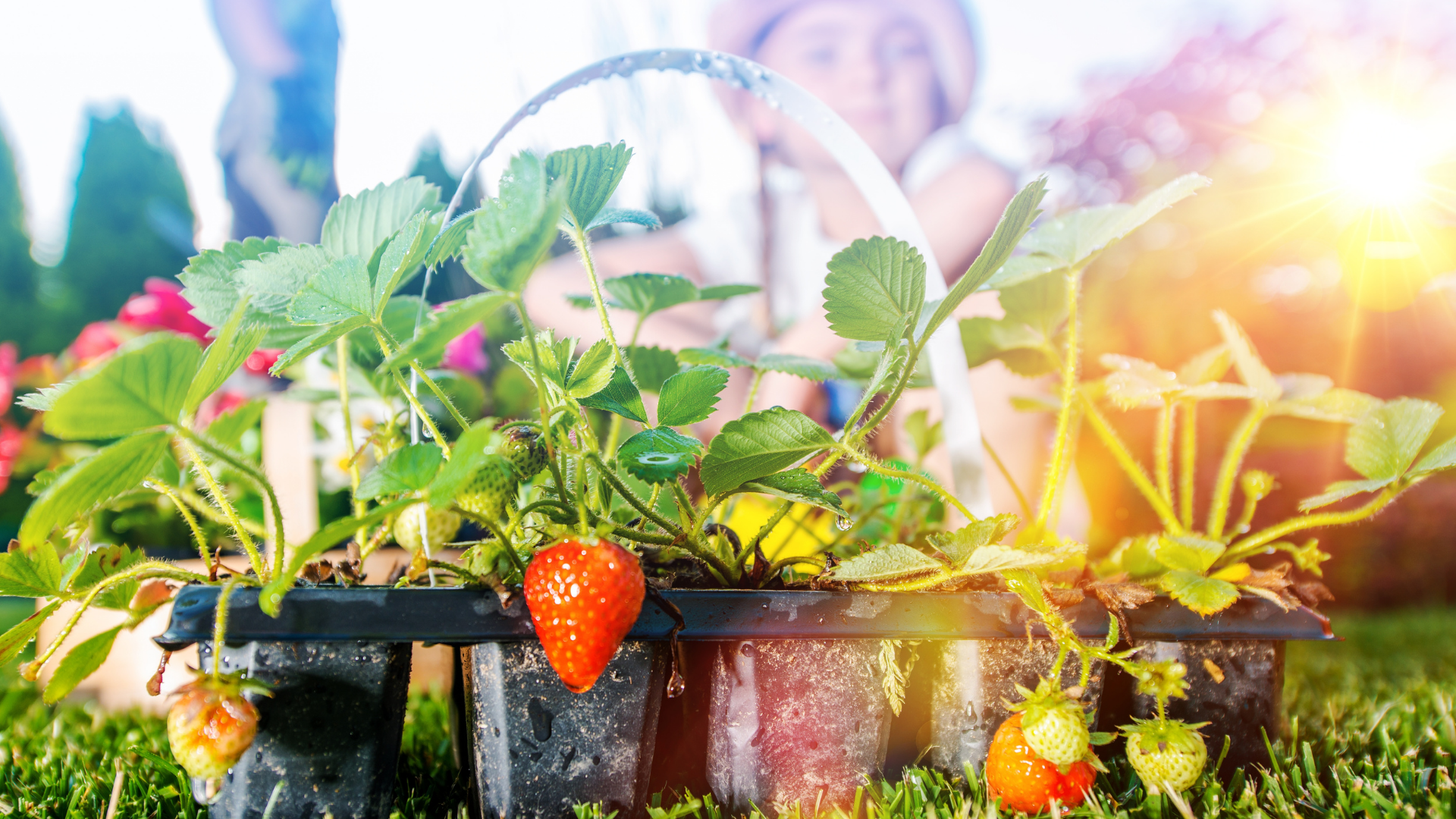 20 Ways To Set Up A Fruitful Garden, No Matter How Small Your Space May Be