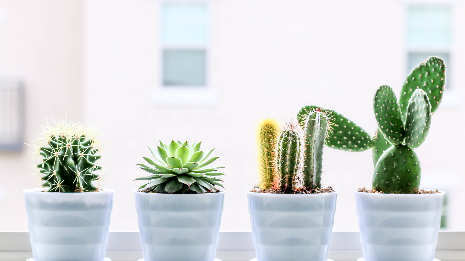 These 20 Flowering Cacti Will Spice Up Your Houseplant Collection