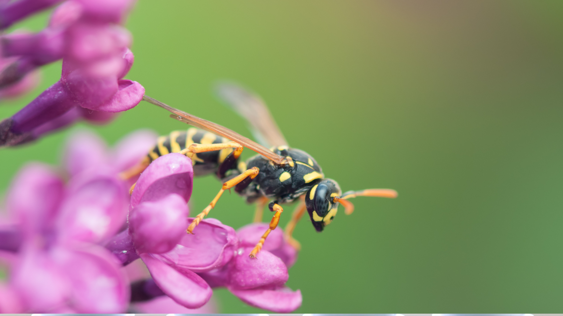 These 20 Plants Can Keep Wasps Away