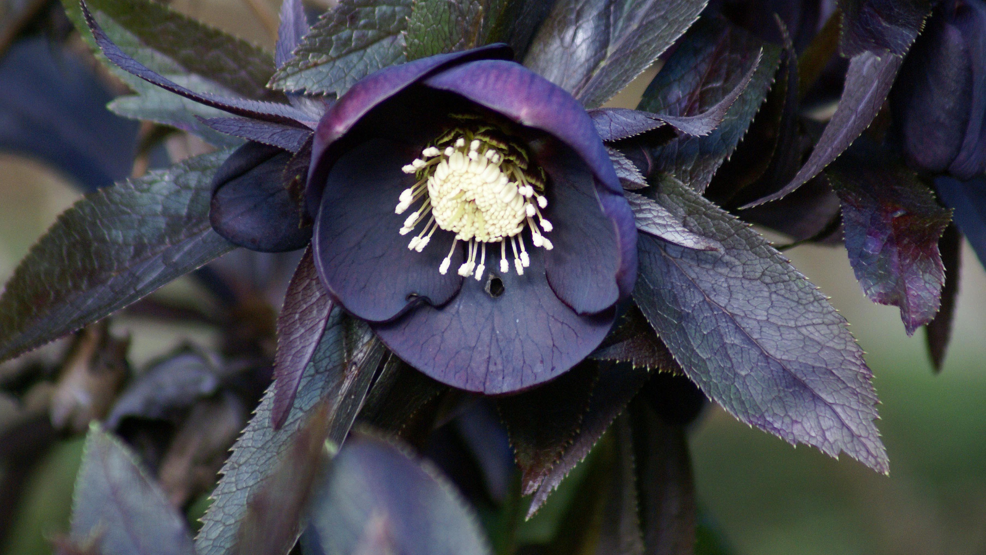 Here Are 31 Beautiful Plants To Grow Instead Of Hellebores