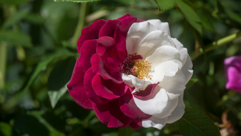 24 Rare Types Of Roses You Won’t Find At Your Local Nursery
