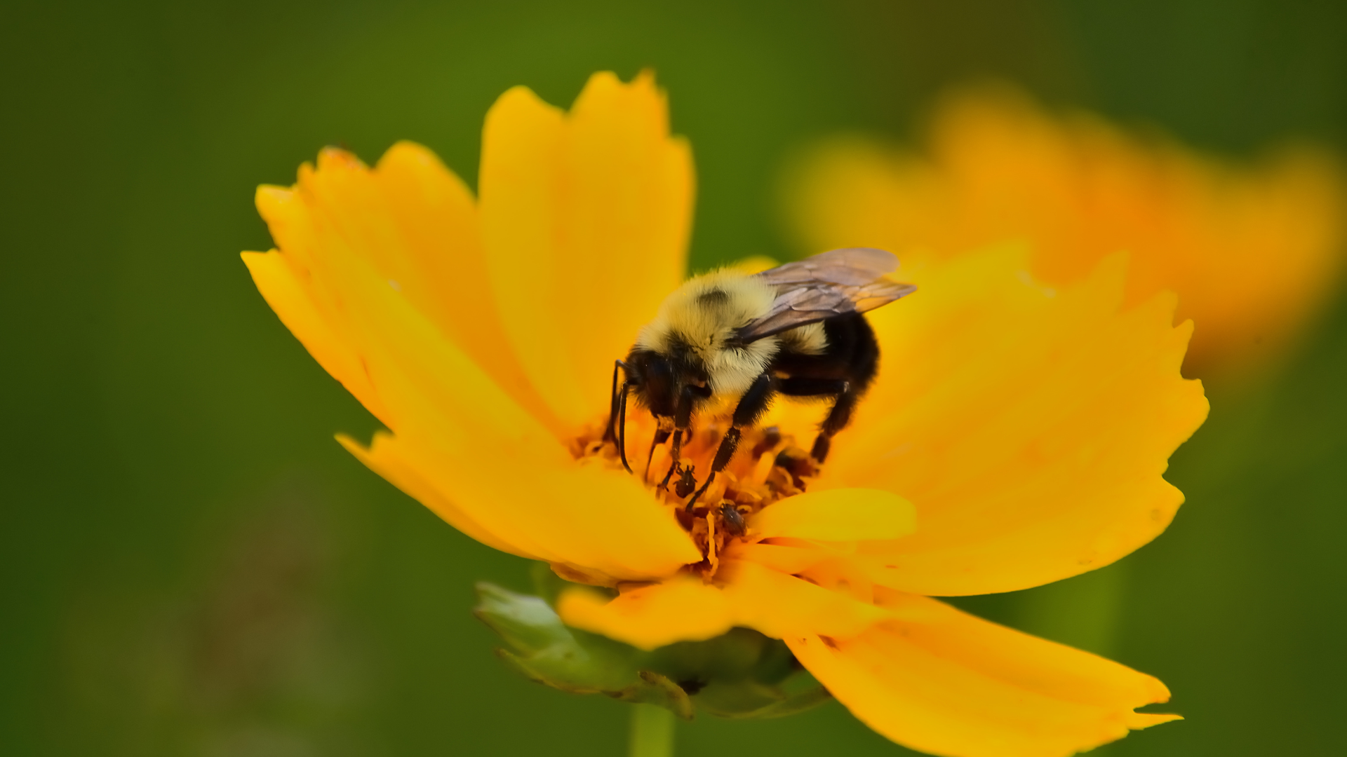 Here Are 29 Beautiful Plants To Grow Instead Of Coreopsis