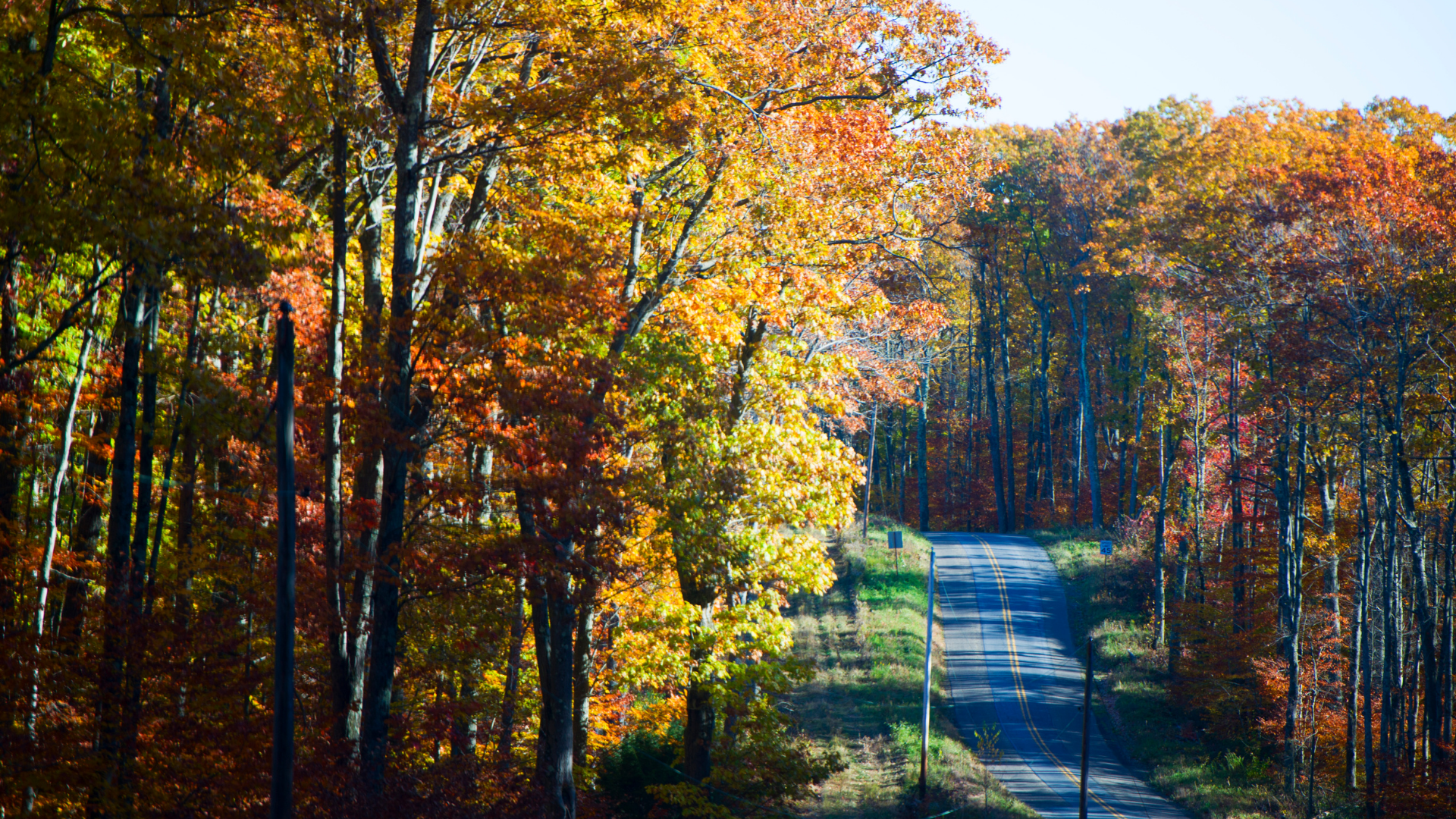 30 Of The Most Beautiful Trees That Grow In America