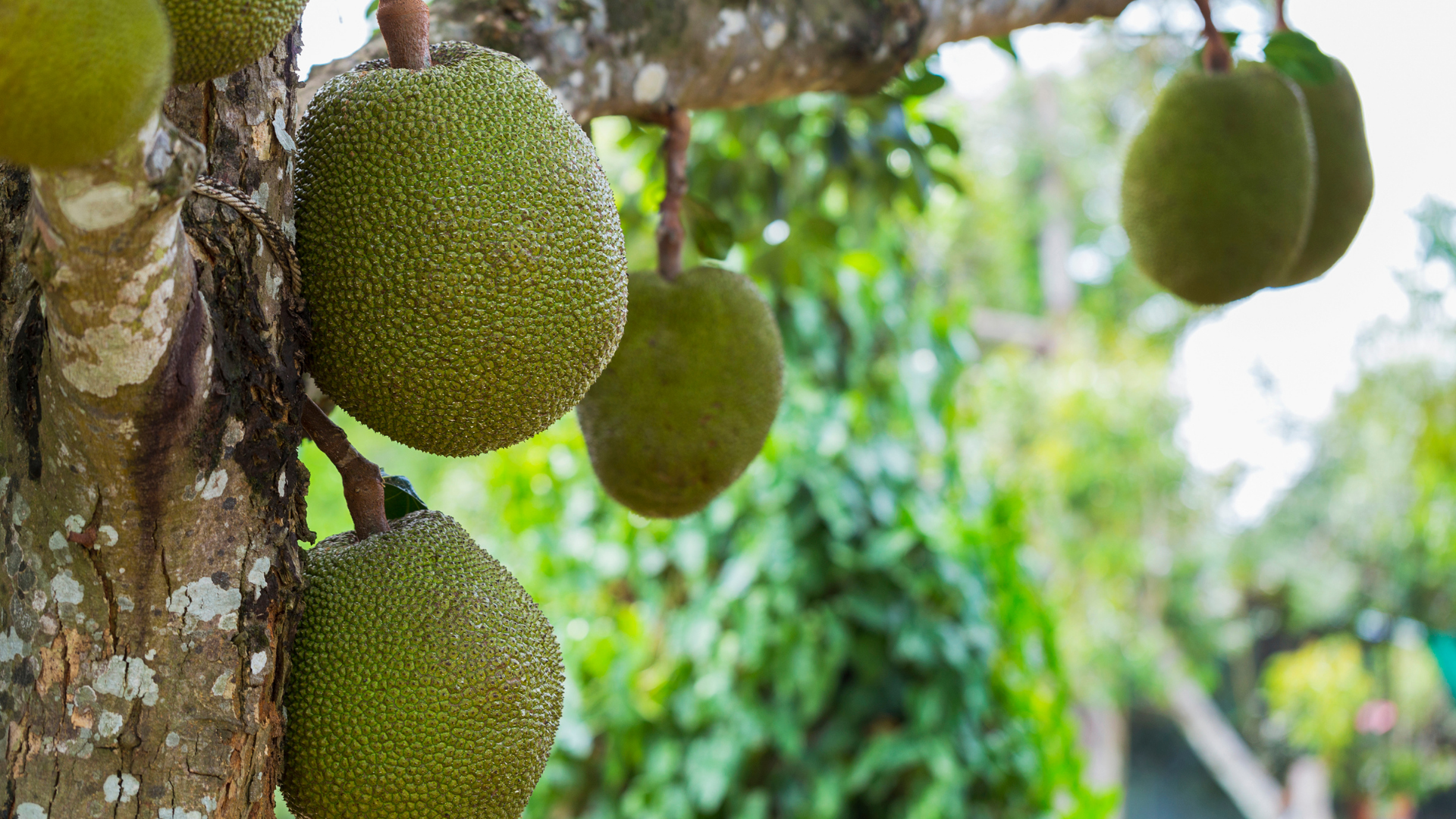 20 Unusual Fruits You’ve Probably Never Heard Of