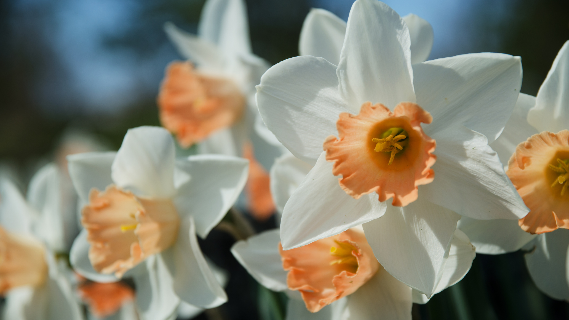 26 Clever Tips And Tricks For Growing Daffodils