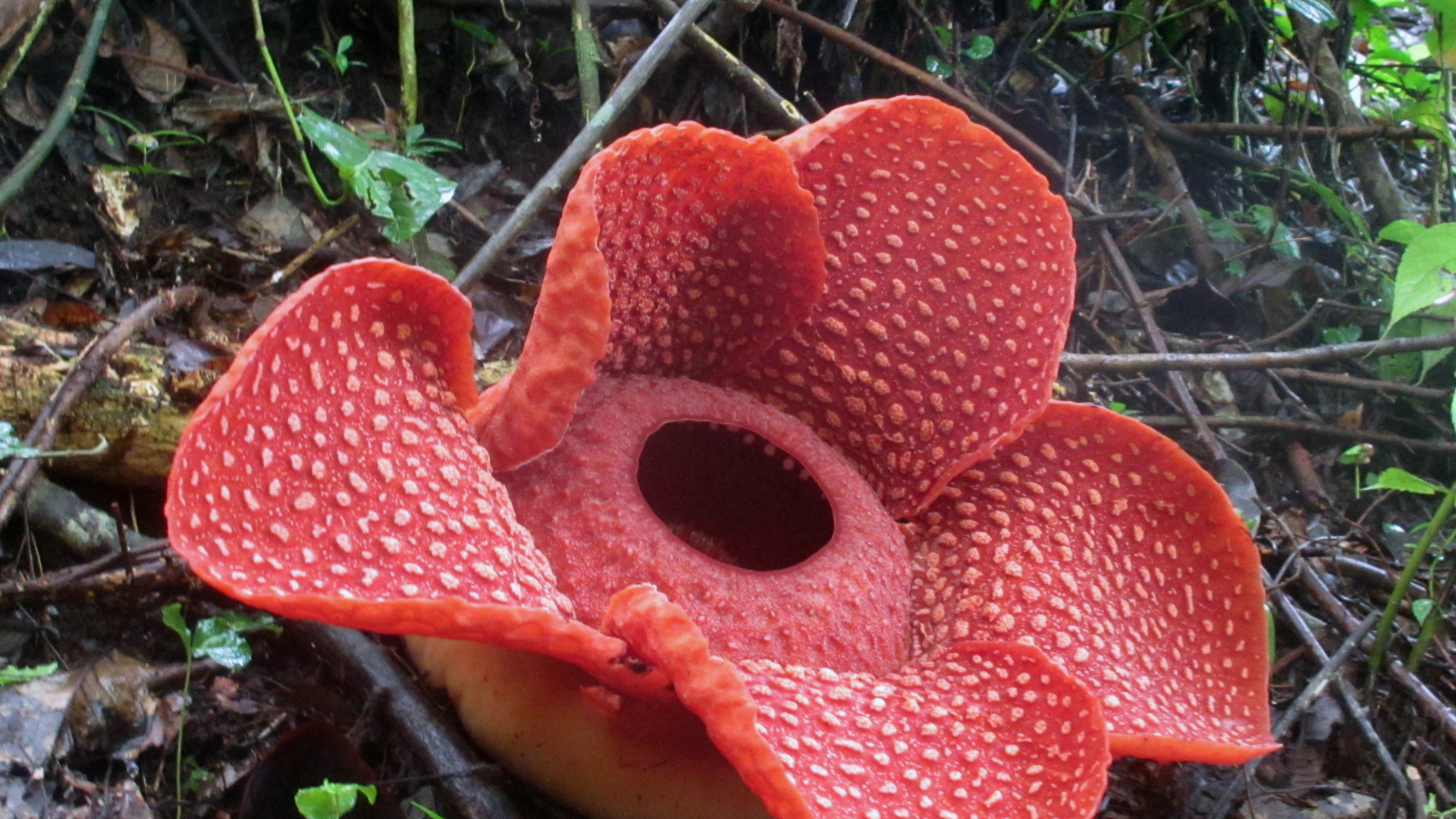 26 Unusual Plants You’ve Probably Never Heard Of