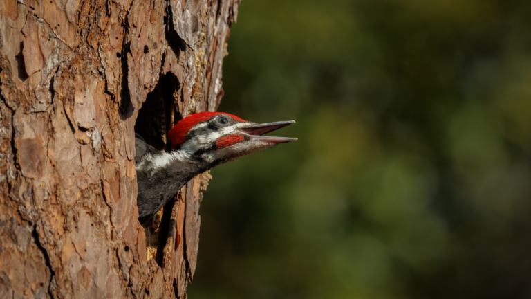 20 Ways How To Support Woodpeckers Overwintering In Your Yard