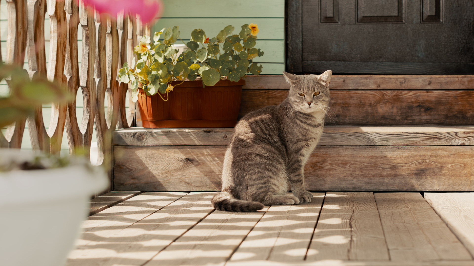 30 Plants Never To Put On Your Front Porch (They’ll Struggle Or Attract Pests!)