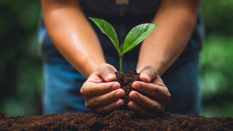 What are the best small trees to plant in heavy clay soil?