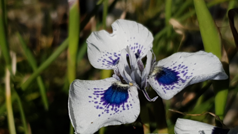 28 Endangered Flora Saved From Oblivion