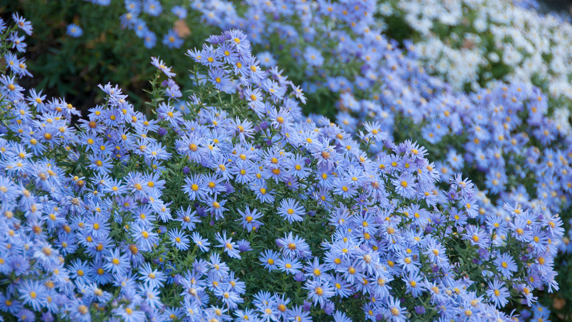 35 Bold Blue Perennials That Will Never Leave Your Garden Once Planted