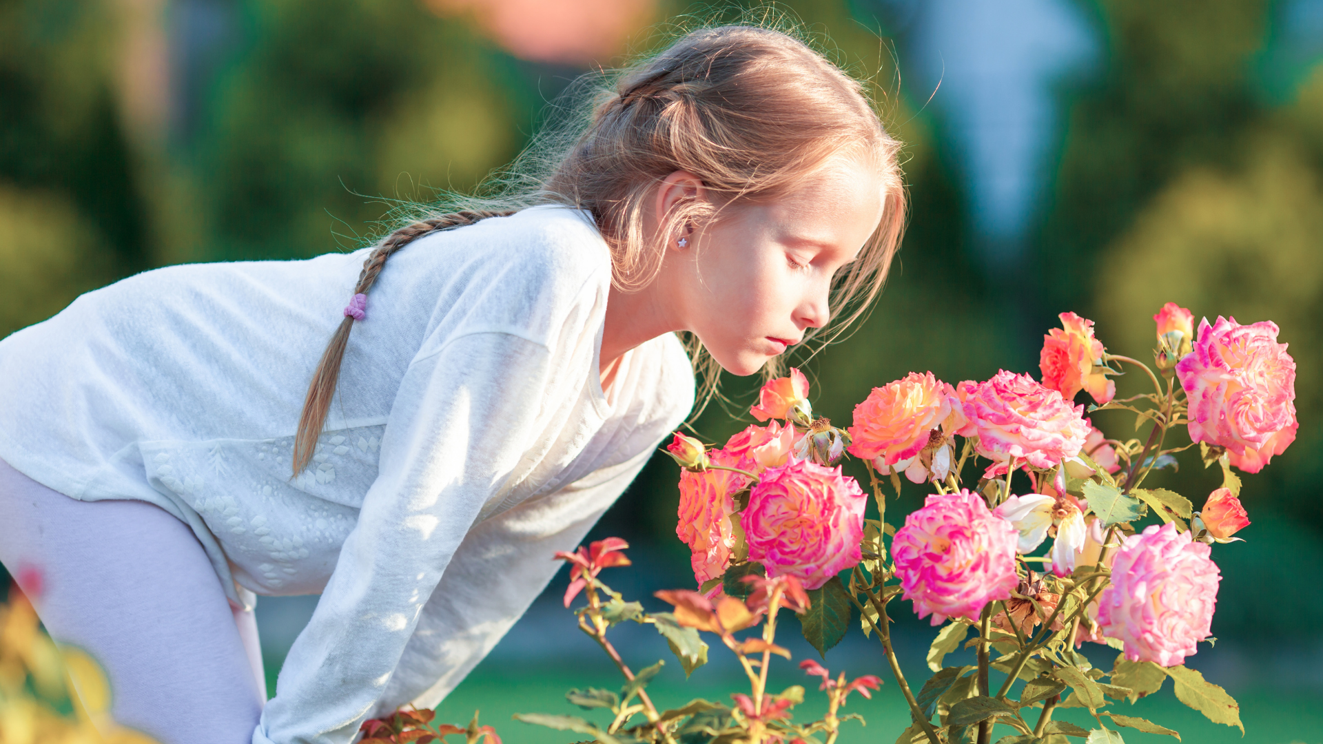 29 Red Flowers That Will Add Romance And Elegance To Your Garden