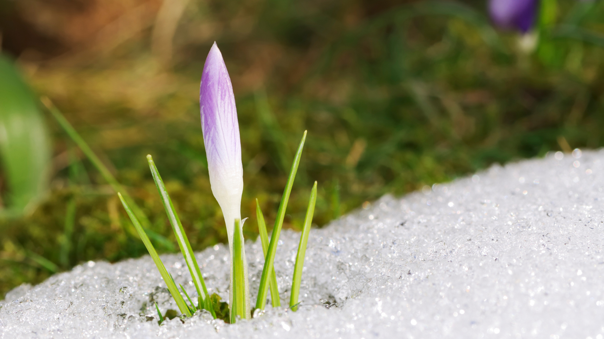 28 Frost-Resistant Crops To Start In March For Stronger Plants