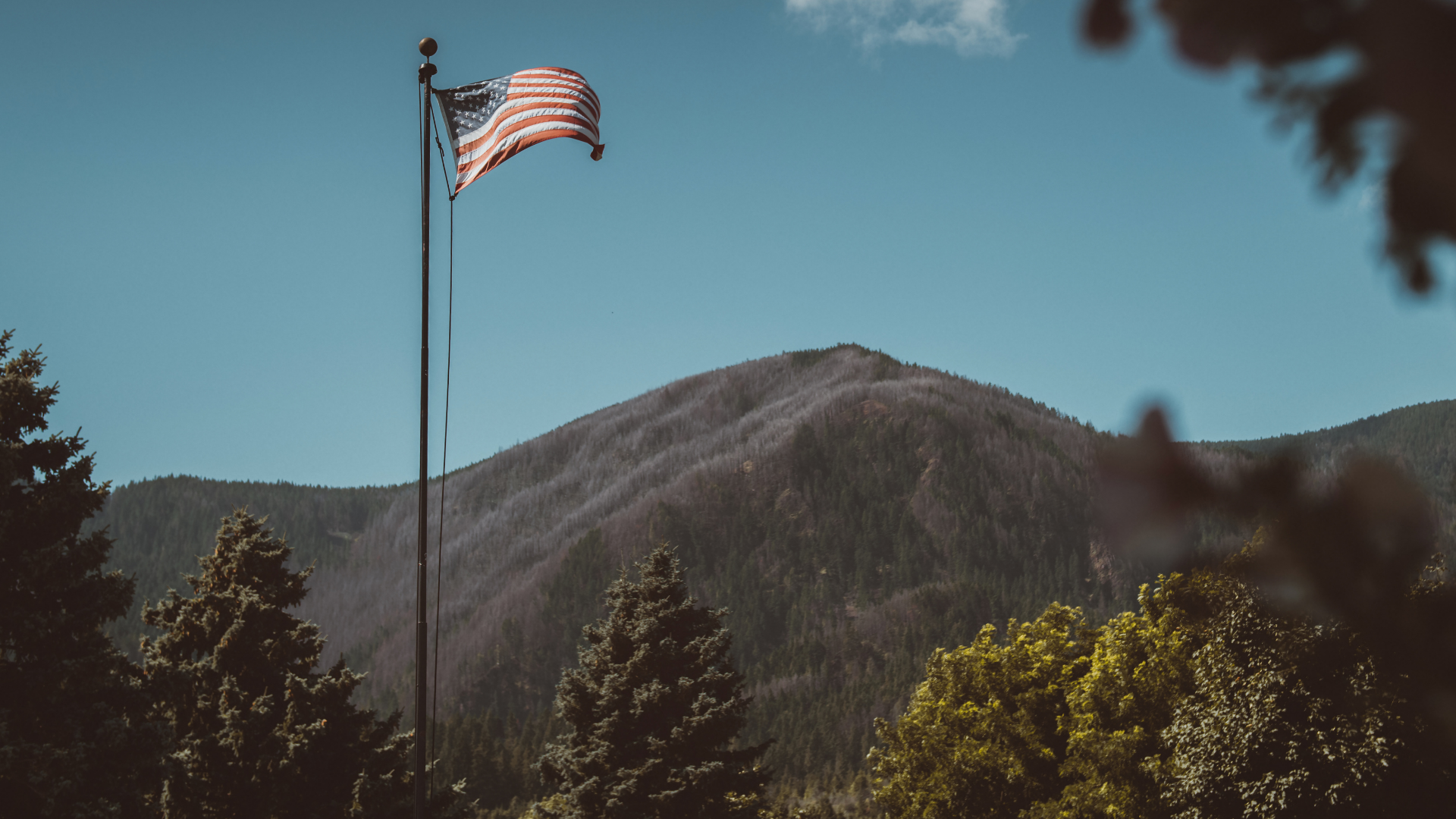 The Biggest Trees Ever Found In Each State