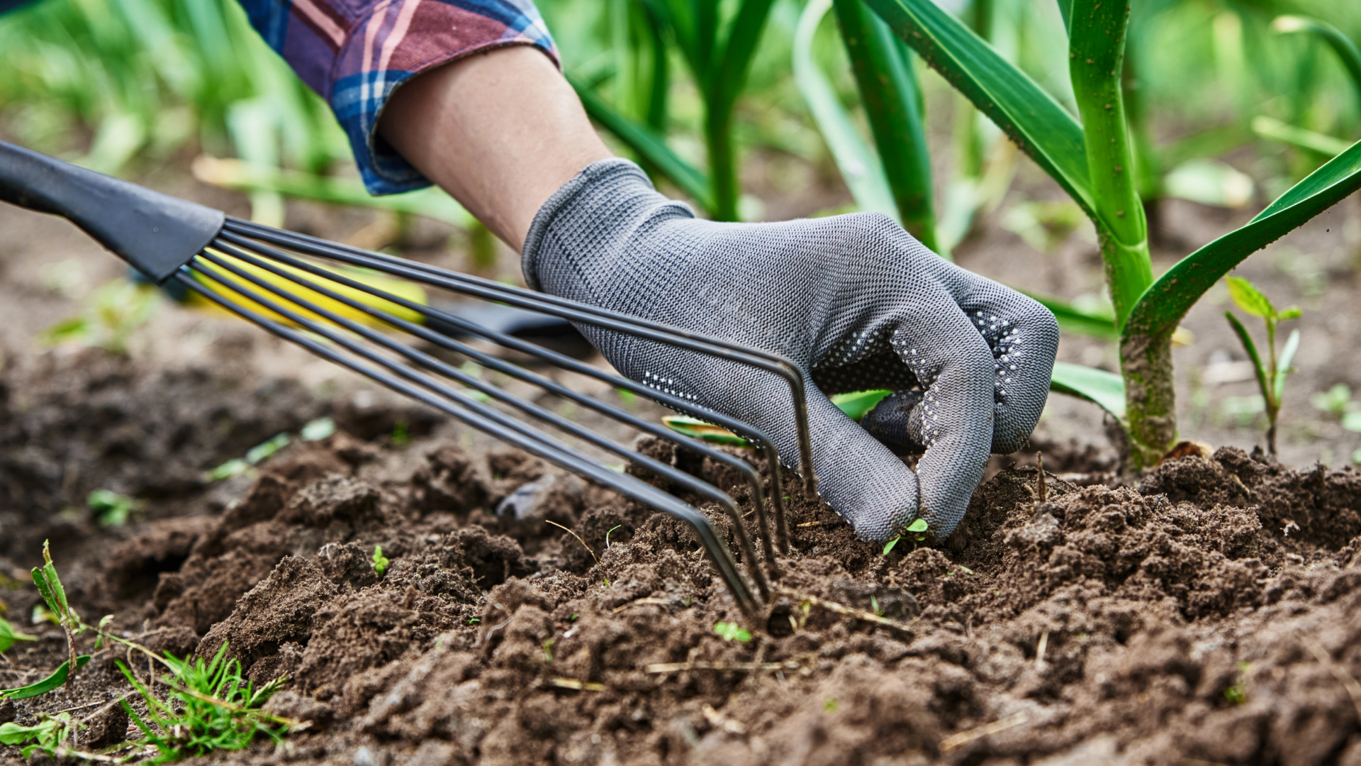 20 Weeding Mistakes Experts Say Make Gardening Much Harder And How To Avoid Them