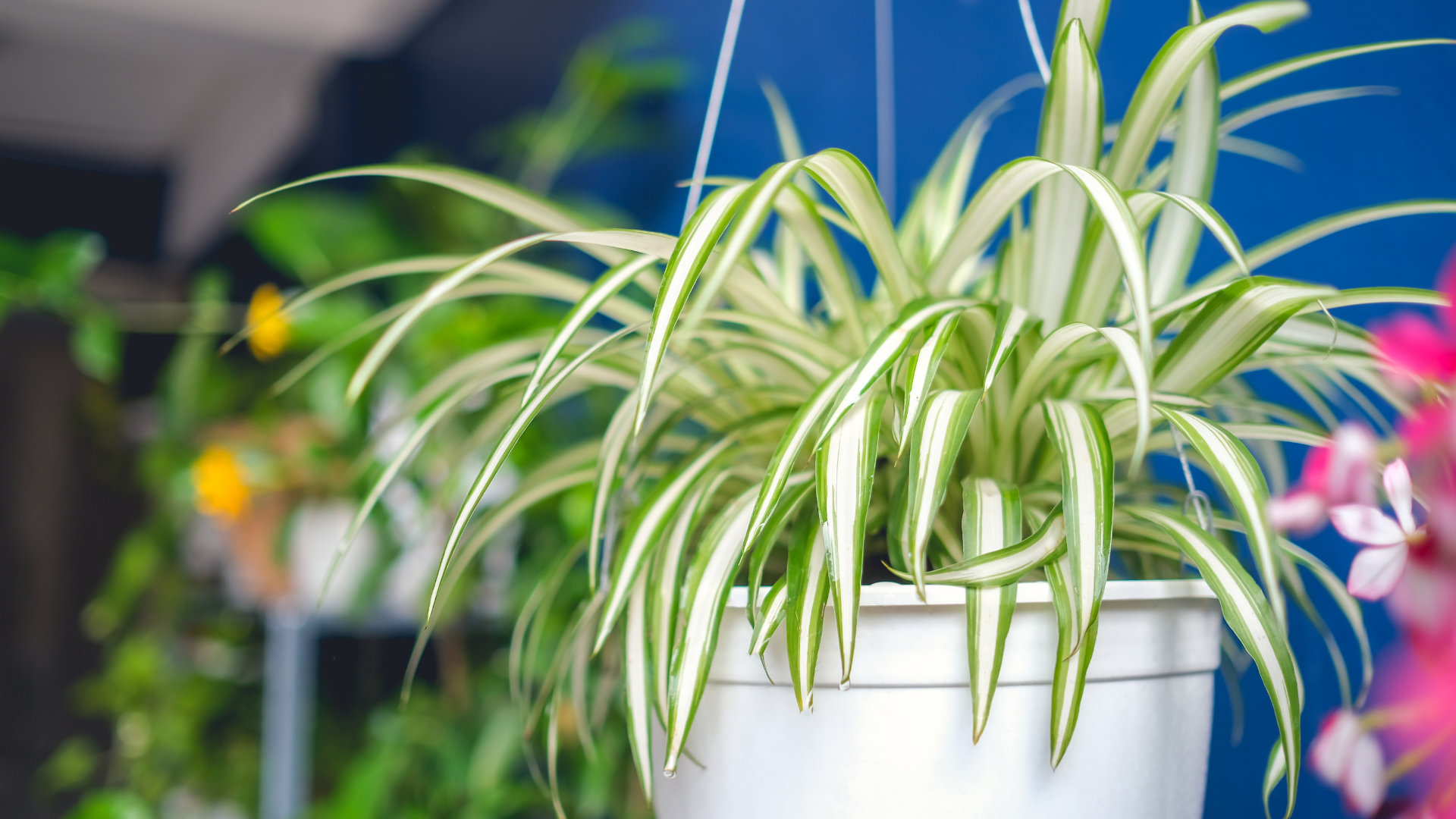 24 Easy Techniques To Make Your Spider Plants Pop With Offshoots