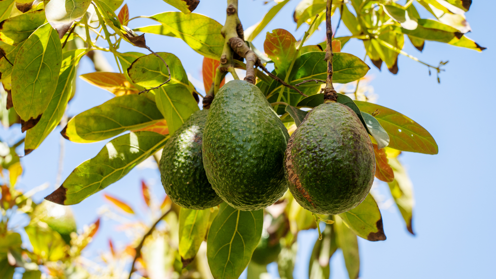 Complete Guide To Growing An Avocado Plant At Home