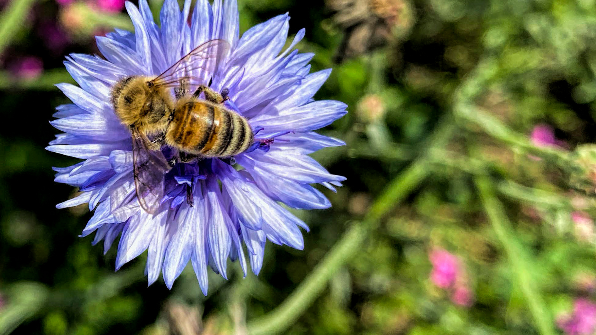 28 Plants You Shouldn’t Grow Next To Bee Balm