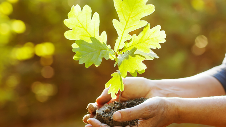 20 Reasons To Avoid Planting An Oak Tree In Your Yard