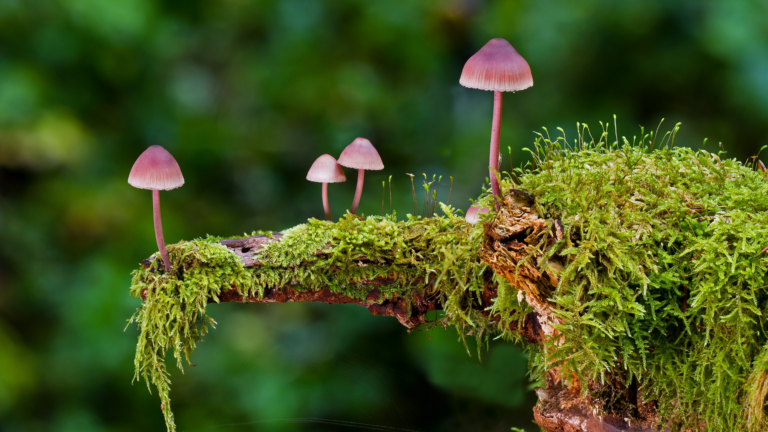 20 Ways To Prevent Wild Mushrooms From Growing In Your Yard