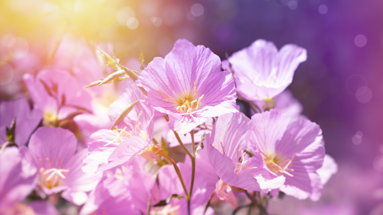 Are These The 33 Most Beautiful Flowers On Earth?