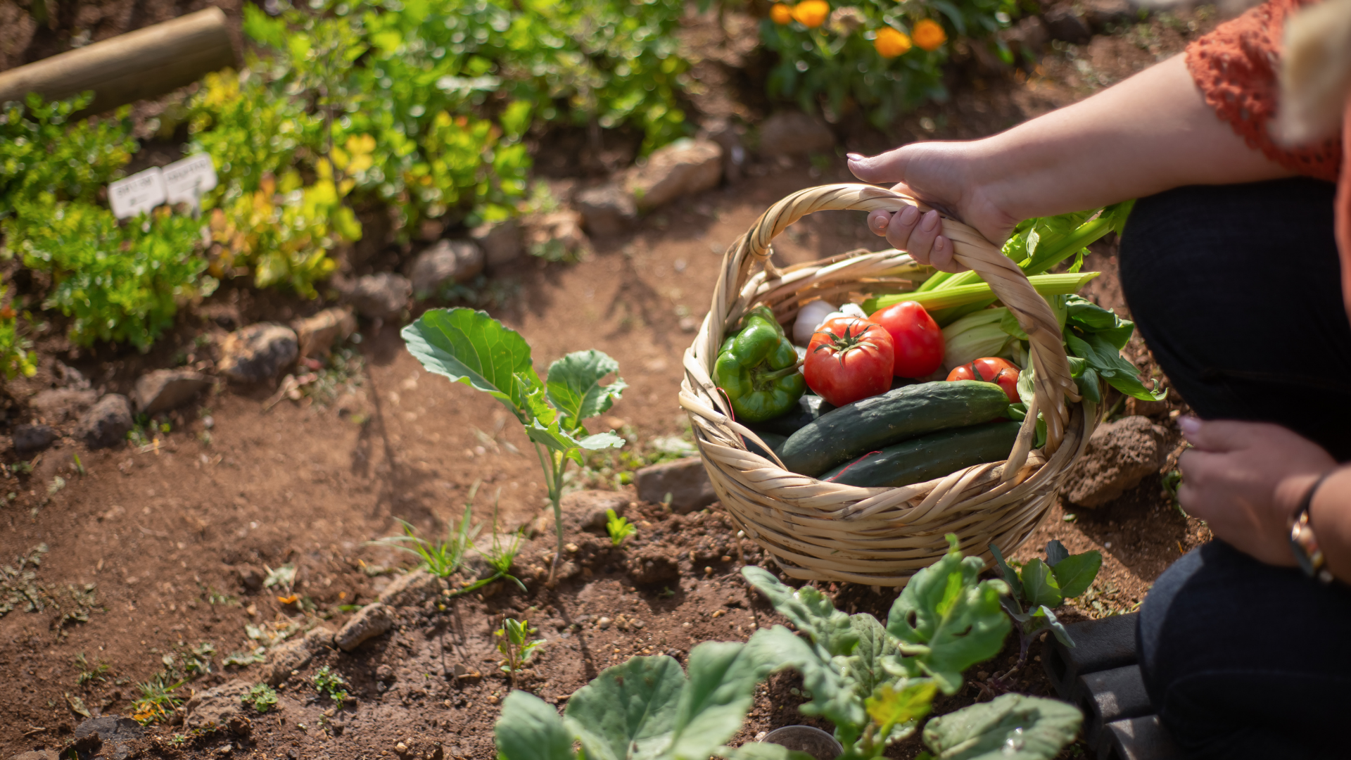 24 Fast Growing Vegetables For Zone 5 Gardeners With Little Time & Space