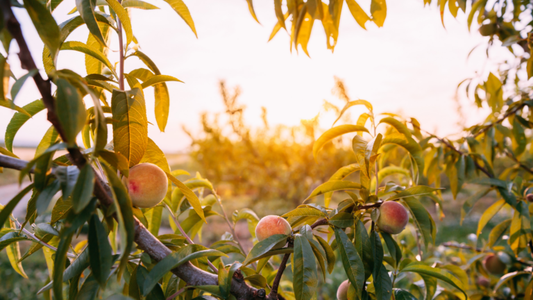 27 Fruit Trees That Give You The Best Harvests With The Least Work