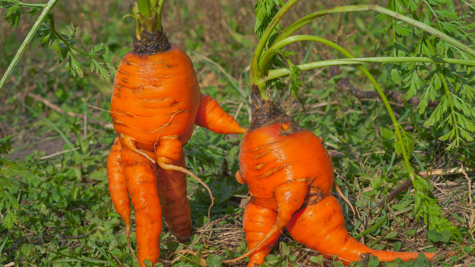 25 Weirdest Vegetables You Can Grow In Your Garden