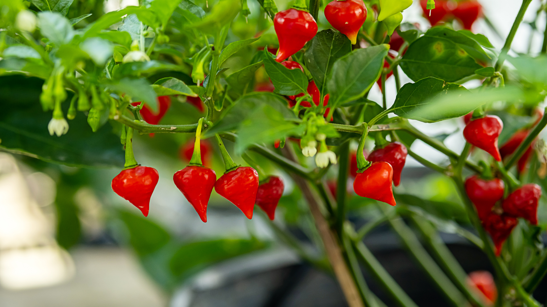 20 Simple Tips For Growing Bell Peppers In Pots