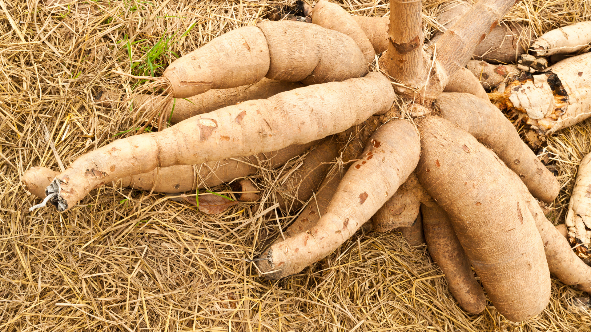 24 Unusual Root Vegetables You Should Try