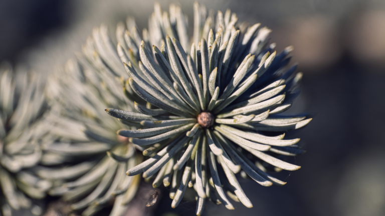 27 Shrubs That Look Like They Came From Another Planet